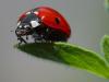 350px-Ladybird.jpg