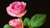 best_pink_roses-1280x720.jpg